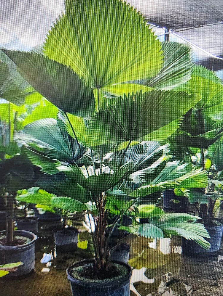 licuala-grandis-licuala-grandis-palm-vanuatu-fan-palm