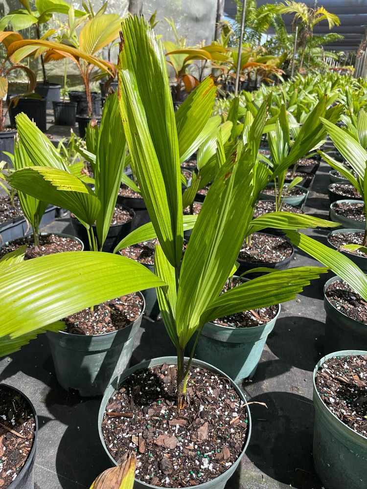 licuala-grandis-licuala-grandis-palm-vanuatu-fan-palm