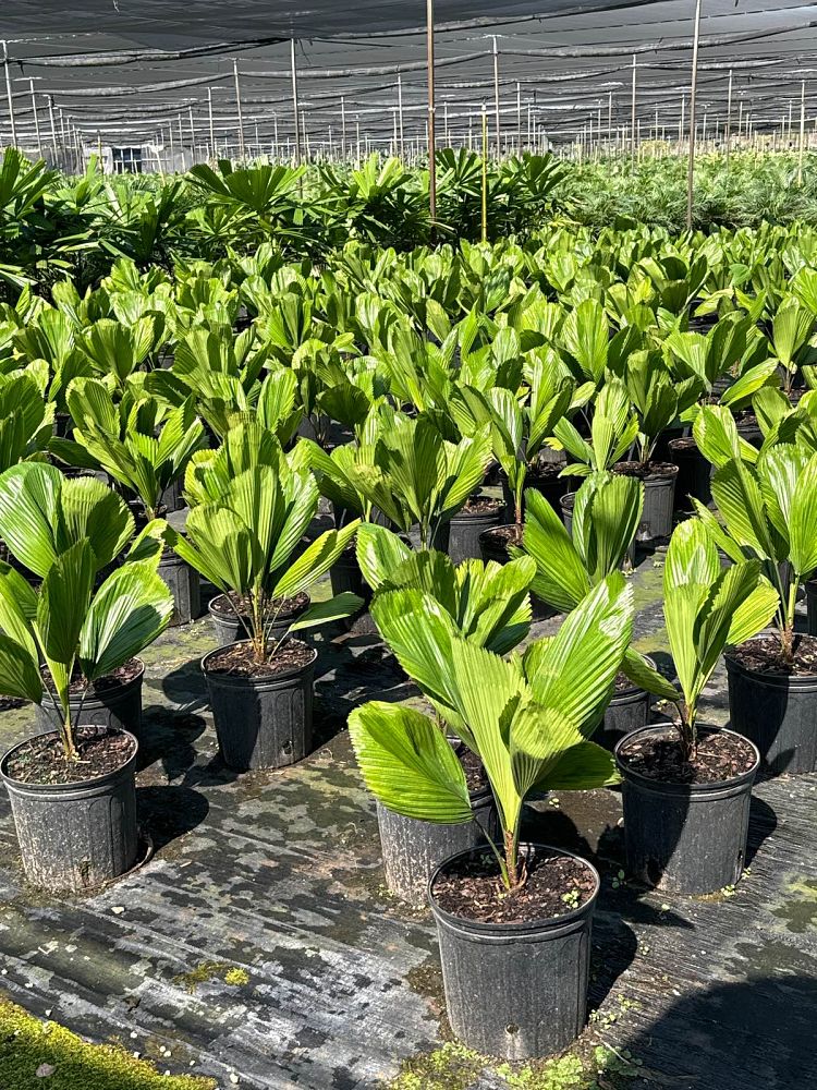 licuala-grandis-licuala-grandis-palm-vanuatu-fan-palm