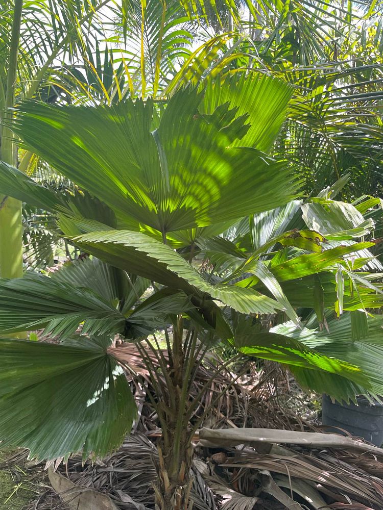 licuala-grandis-licuala-grandis-palm-vanuatu-fan-palm