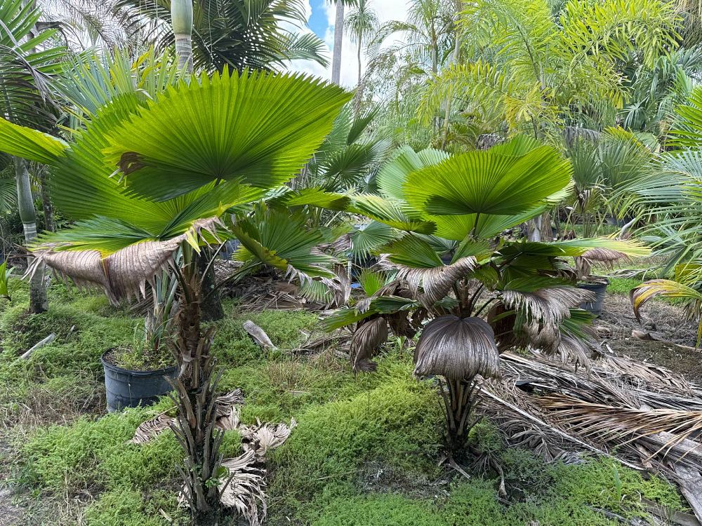 licuala-grandis-licuala-grandis-palm-vanuatu-fan-palm