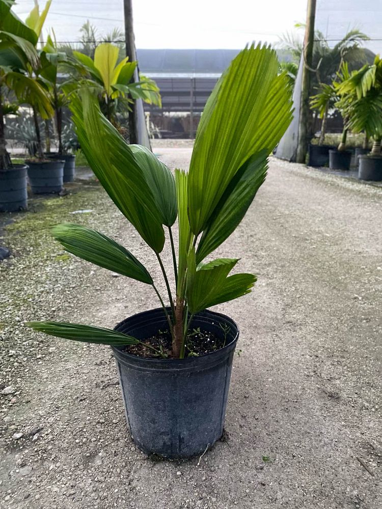 licuala-grandis-licuala-grandis-palm-vanuatu-fan-palm