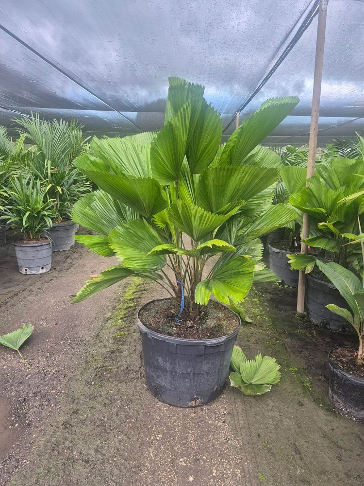 licuala-grandis-licuala-grandis-palm-vanuatu-fan-palm