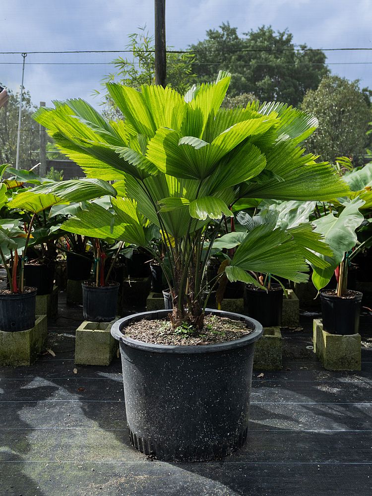 licuala-grandis-licuala-grandis-palm-vanuatu-fan-palm