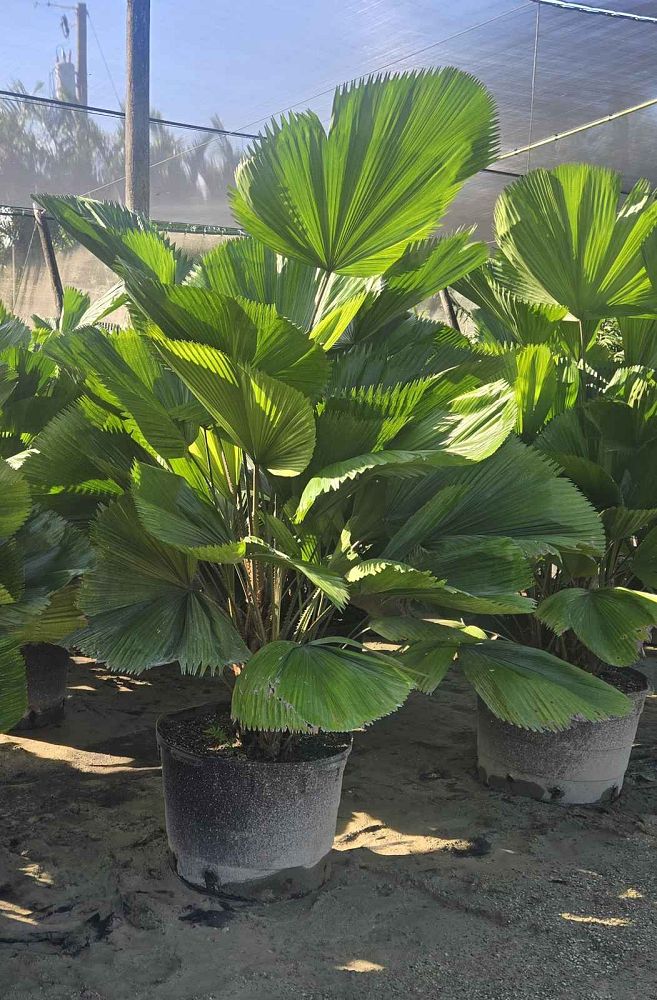 licuala-grandis-licuala-grandis-palm-vanuatu-fan-palm