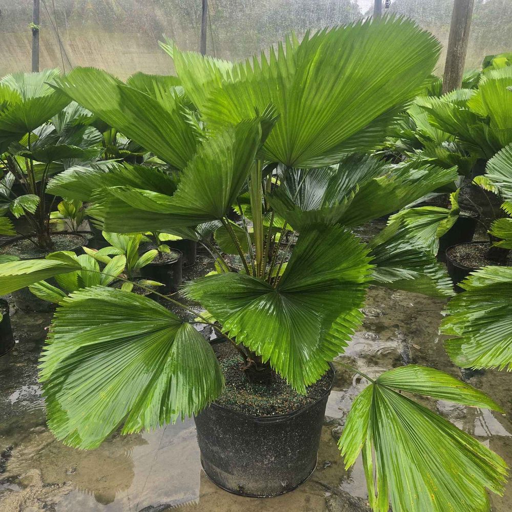 licuala-grandis-licuala-grandis-palm-vanuatu-fan-palm
