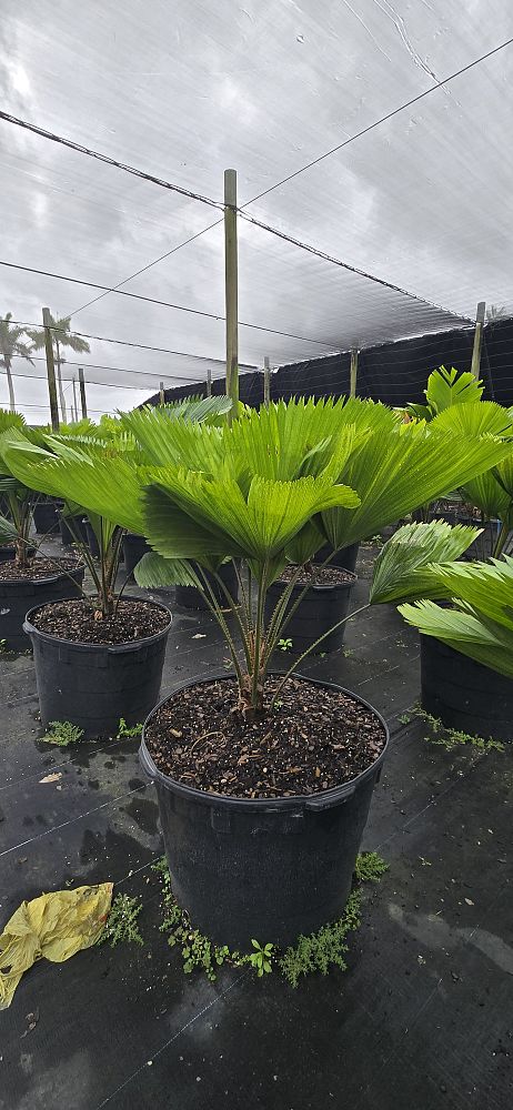 licuala-grandis-licuala-grandis-palm-vanuatu-fan-palm