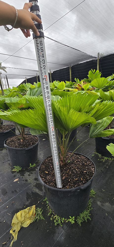 licuala-grandis-licuala-grandis-palm-vanuatu-fan-palm