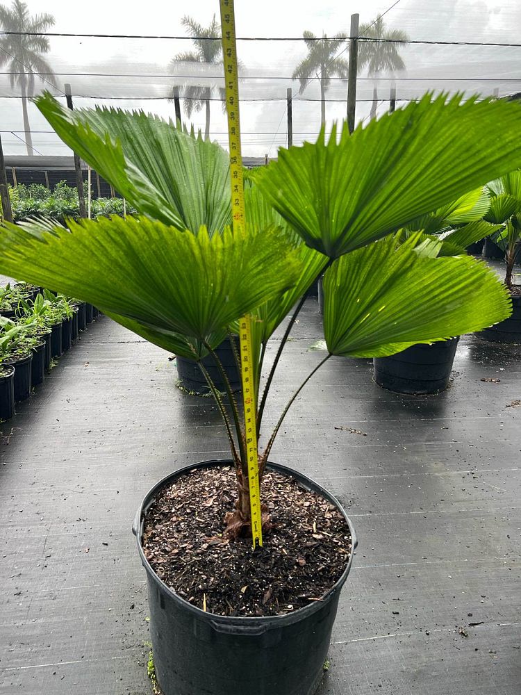licuala-grandis-licuala-grandis-palm-vanuatu-fan-palm
