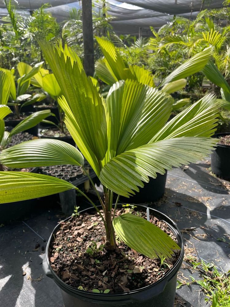 licuala-grandis-licuala-grandis-palm-vanuatu-fan-palm