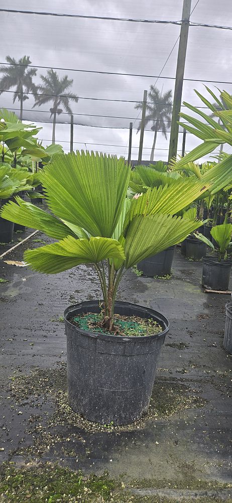 licuala-grandis-licuala-grandis-palm-vanuatu-fan-palm
