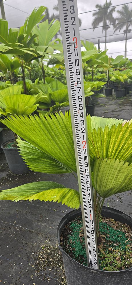 licuala-grandis-licuala-grandis-palm-vanuatu-fan-palm