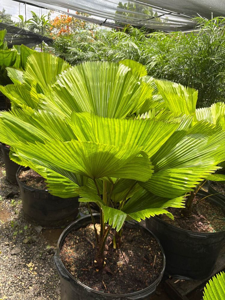 licuala-grandis-licuala-grandis-palm-vanuatu-fan-palm