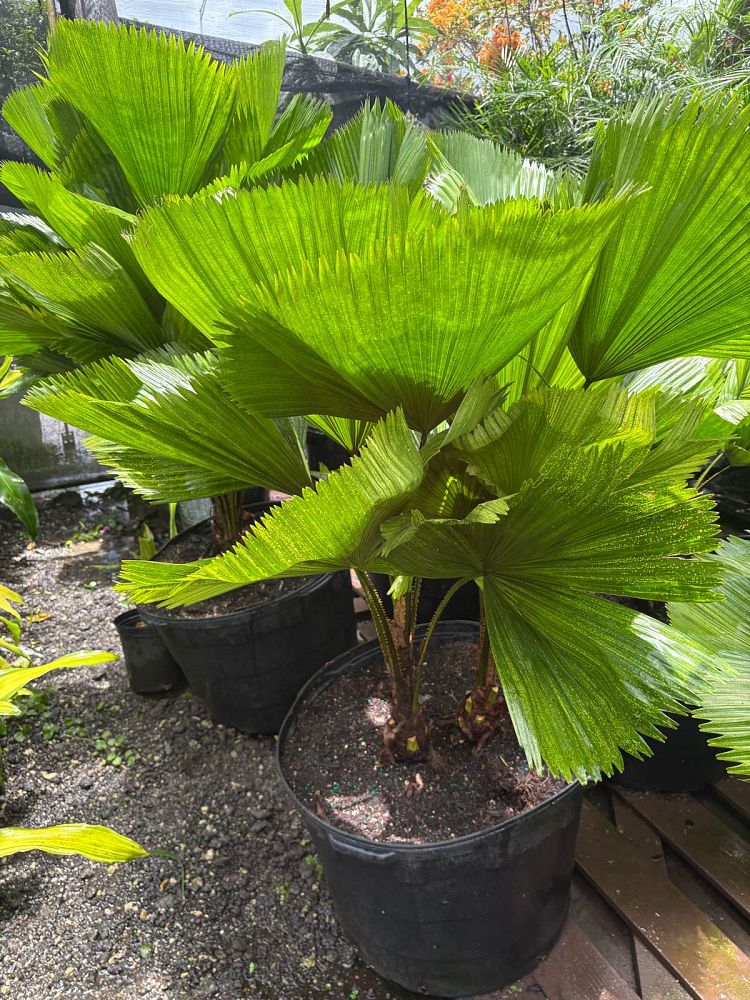 licuala-grandis-licuala-grandis-palm-vanuatu-fan-palm