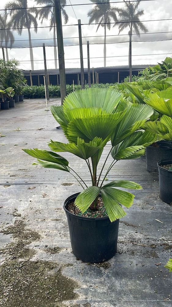 licuala-grandis-licuala-grandis-palm-vanuatu-fan-palm