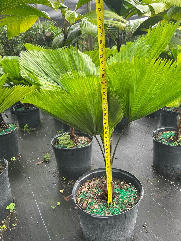 licuala-grandis-licuala-grandis-palm-vanuatu-fan-palm