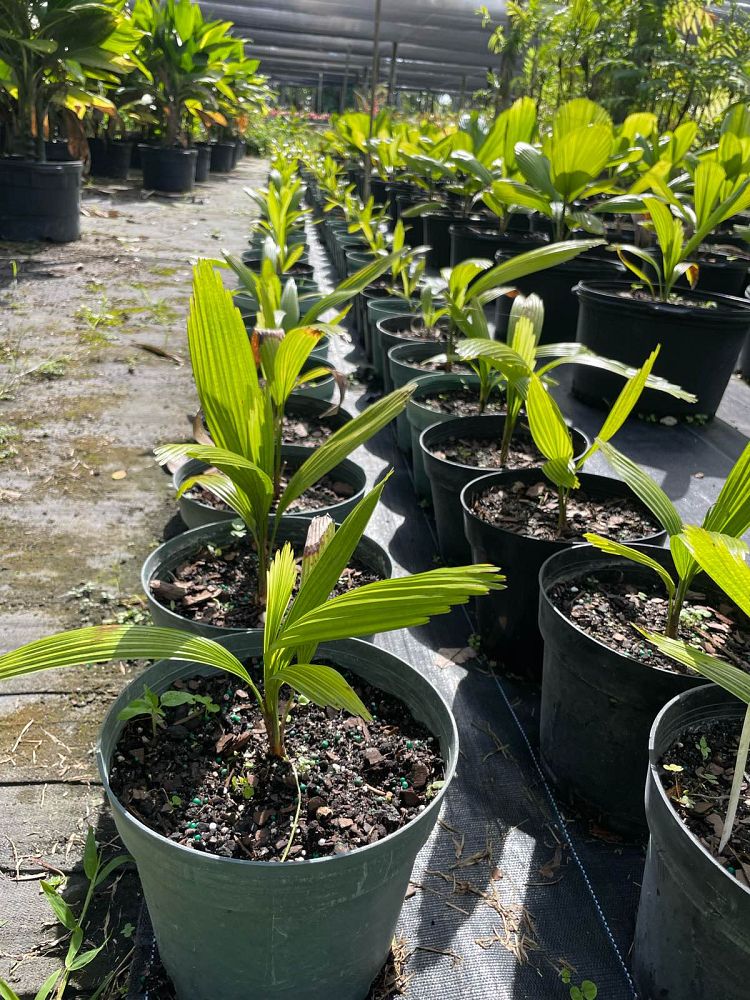 licuala-grandis-licuala-grandis-palm-vanuatu-fan-palm