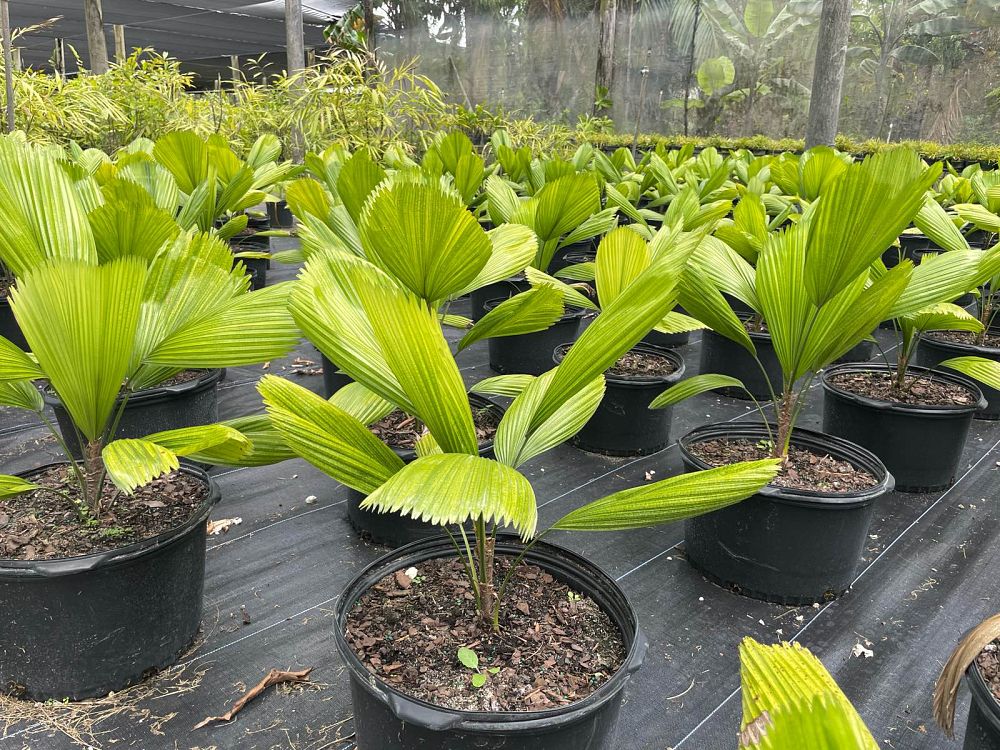 licuala-grandis-licuala-grandis-palm-vanuatu-fan-palm