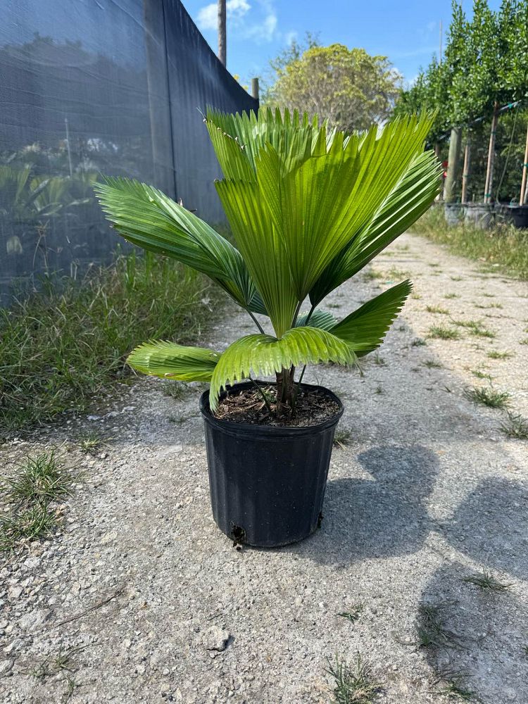 licuala-grandis-licuala-grandis-palm-vanuatu-fan-palm