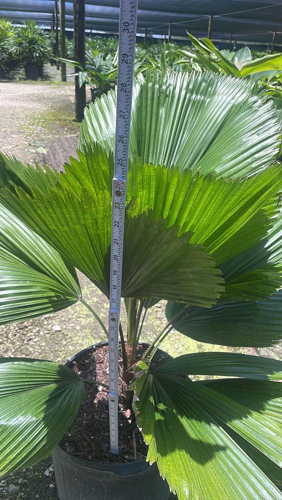 licuala-grandis-licuala-grandis-palm-vanuatu-fan-palm
