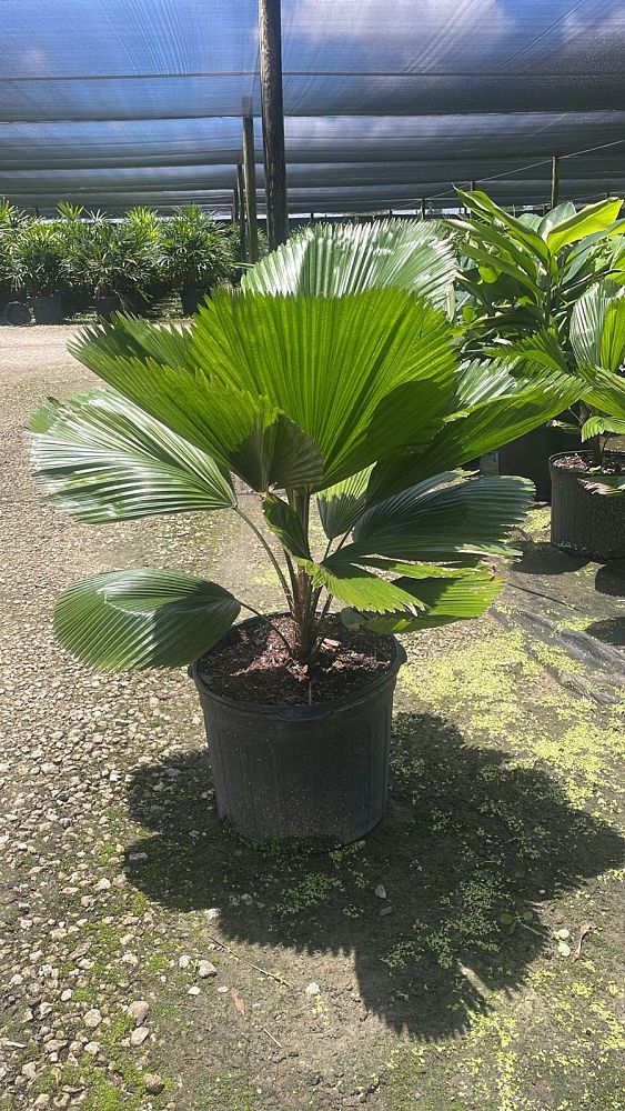 licuala-grandis-licuala-grandis-palm-vanuatu-fan-palm