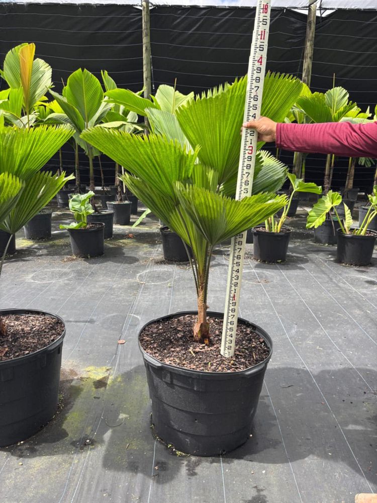 licuala-grandis-licuala-grandis-palm-vanuatu-fan-palm