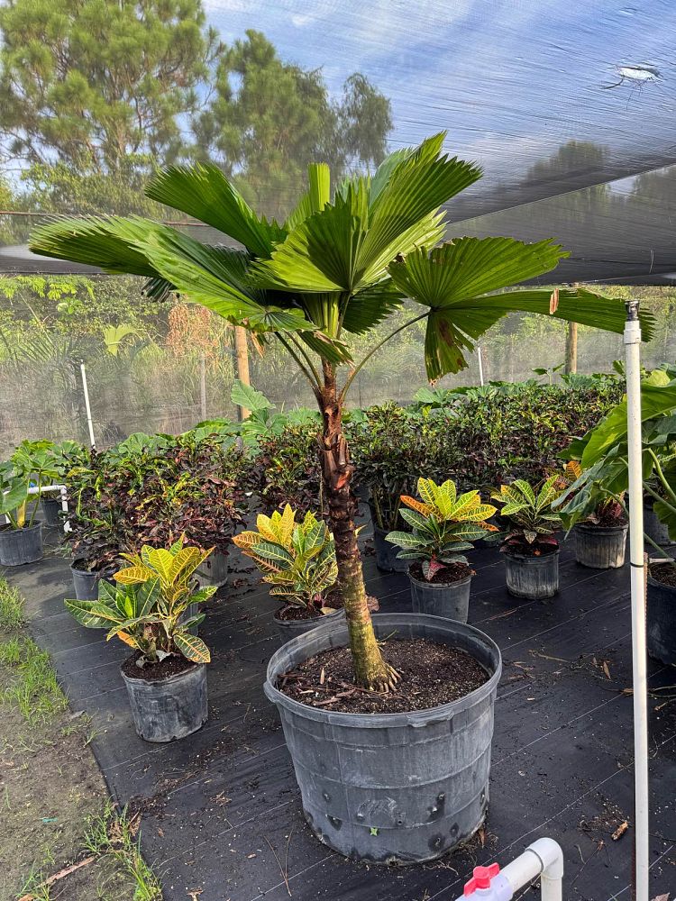 licuala-grandis-licuala-grandis-palm-vanuatu-fan-palm