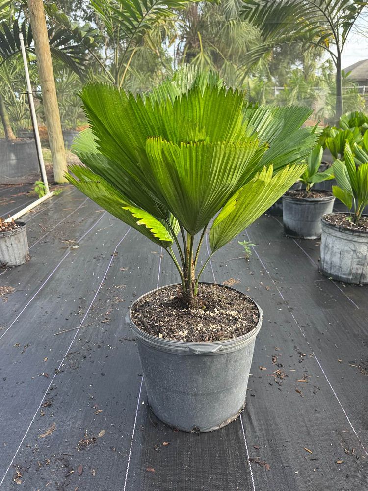 licuala-grandis-licuala-grandis-palm-vanuatu-fan-palm