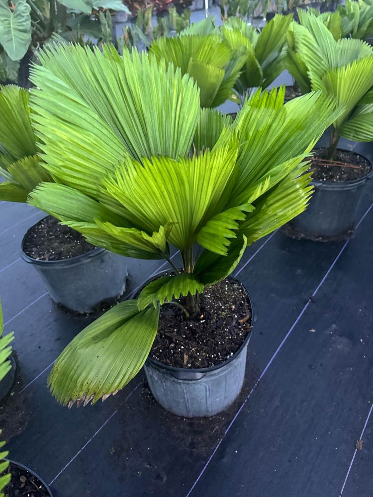 licuala-grandis-licuala-grandis-palm-vanuatu-fan-palm