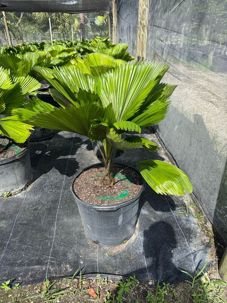 licuala-grandis-licuala-grandis-palm-vanuatu-fan-palm