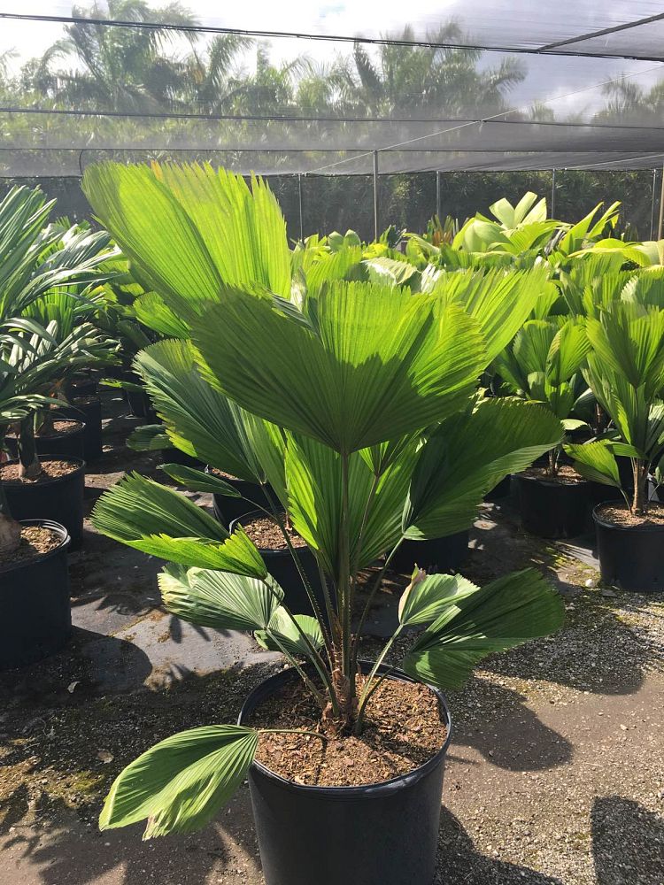 licuala-grandis-licuala-palm
