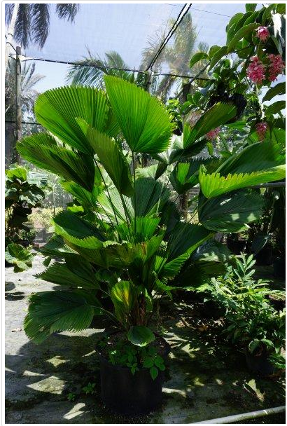 licuala-grandis-licuala-palm