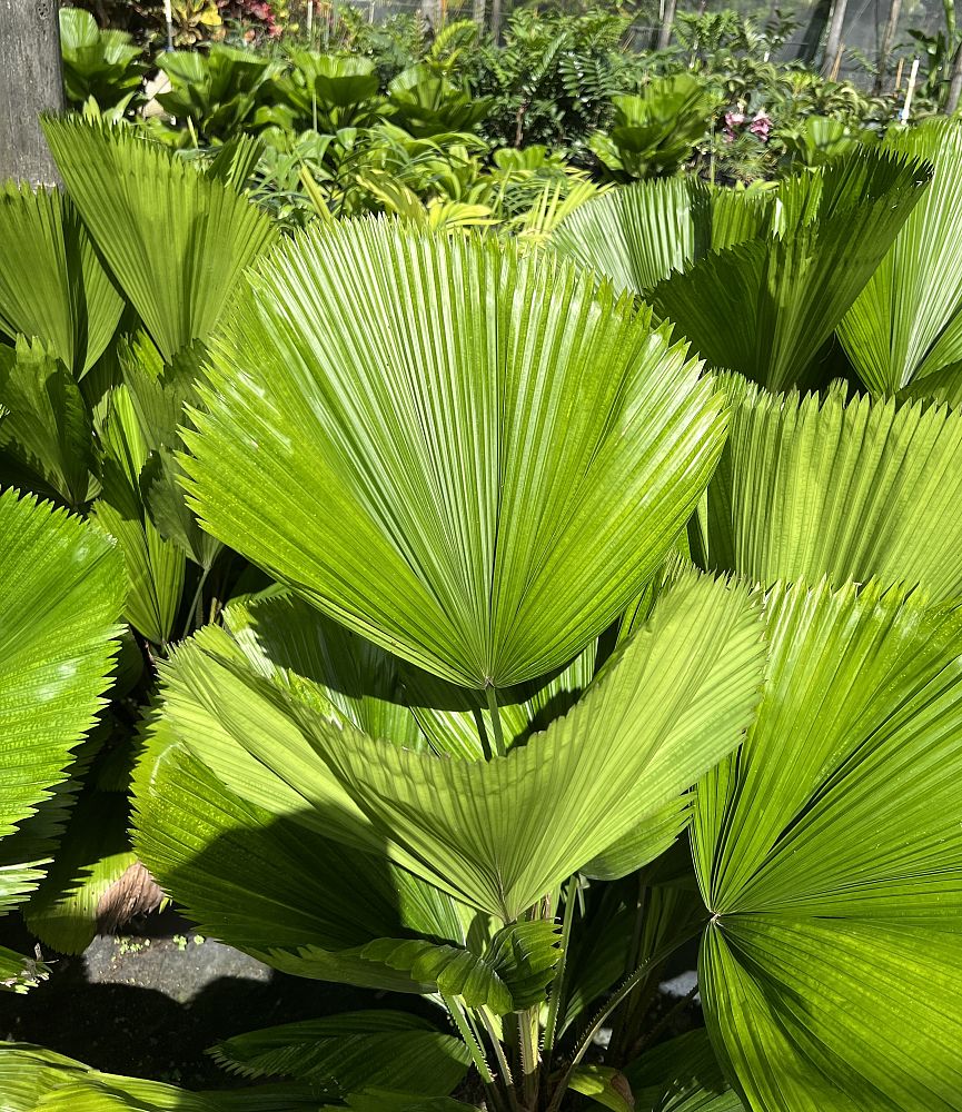 licuala-grandis-licuala-palm