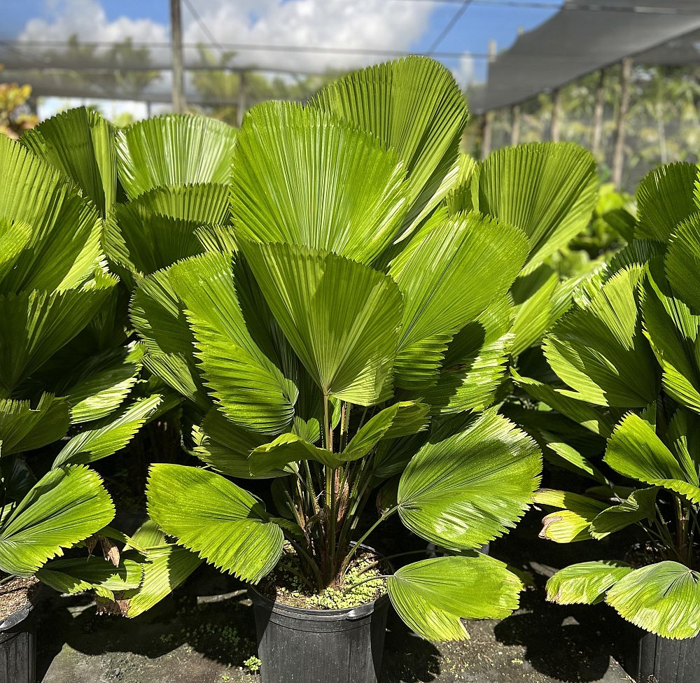 licuala-grandis-licuala-palm