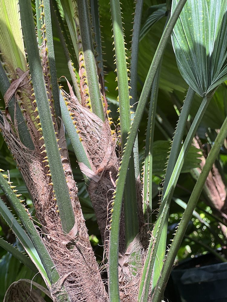 licuala-grandis-licuala-palm