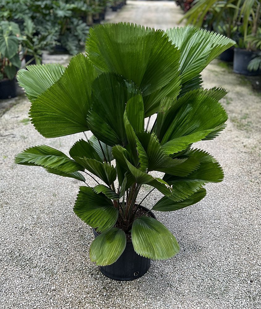 licuala-grandis-licuala-palm