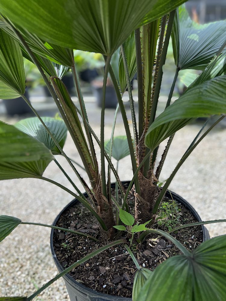 licuala-grandis-licuala-palm