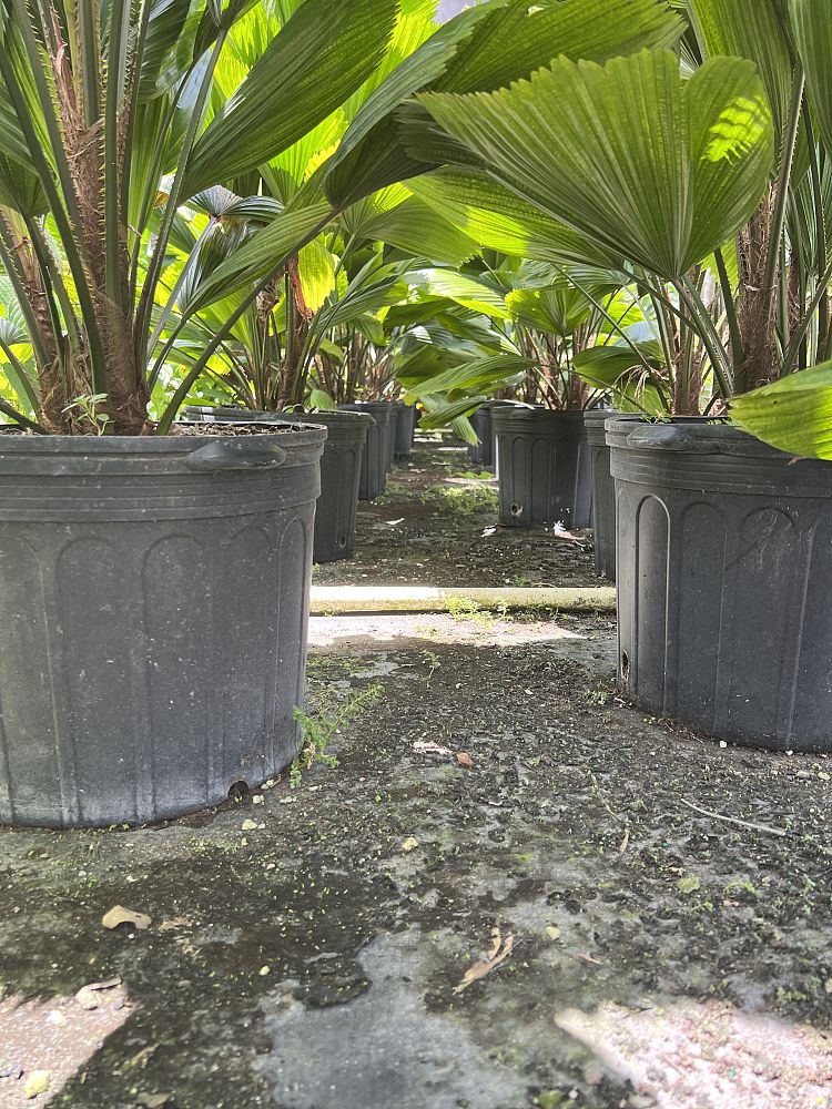 licuala-grandis-licuala-palm