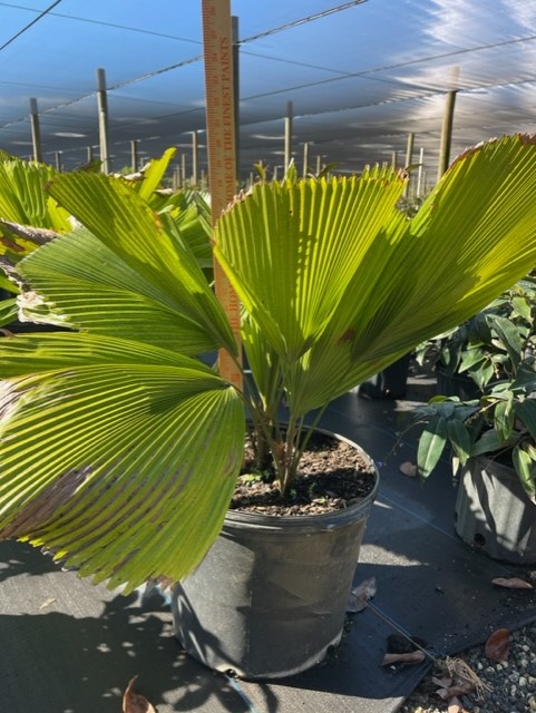 licuala-grandis-licuala-palm