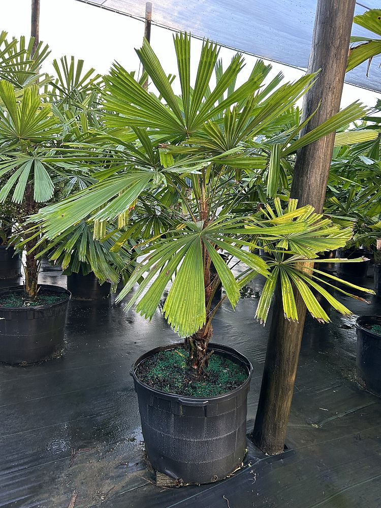 licuala-peltata