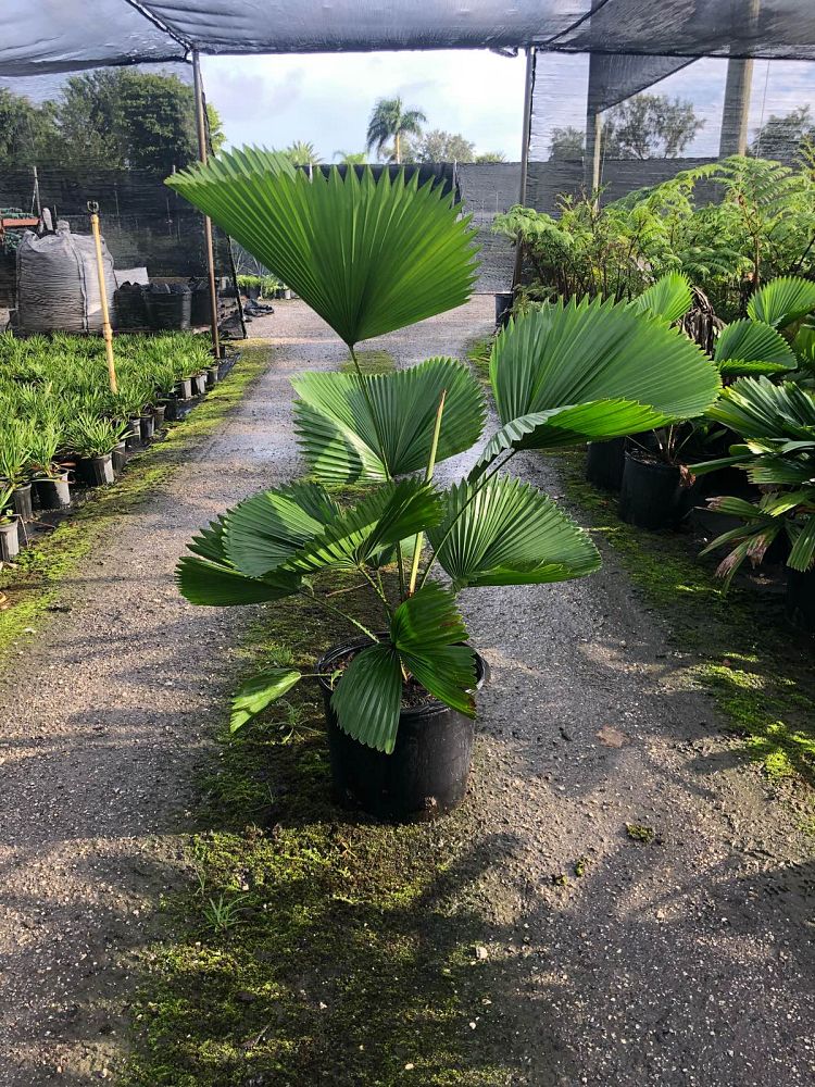 licuala-peltata-sumawongii-licuala-peltata-elegans
