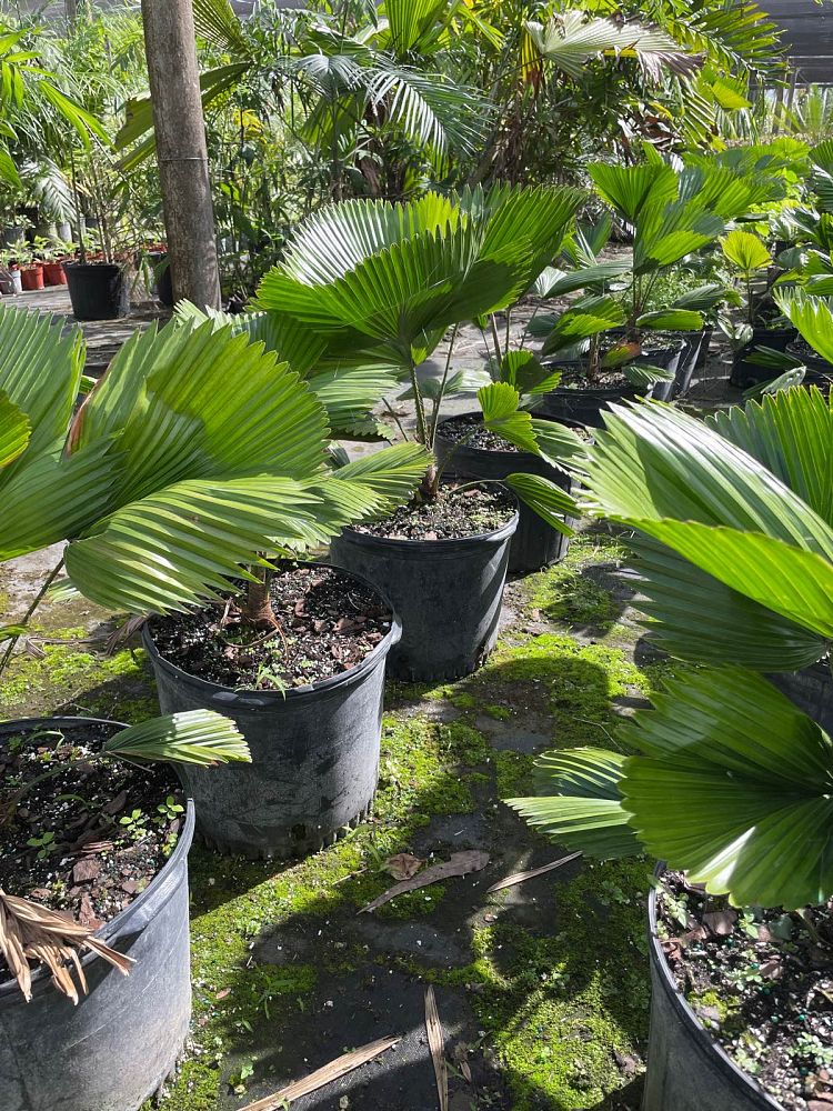 licuala-peltata-sumawongii-licuala-peltata-elegans