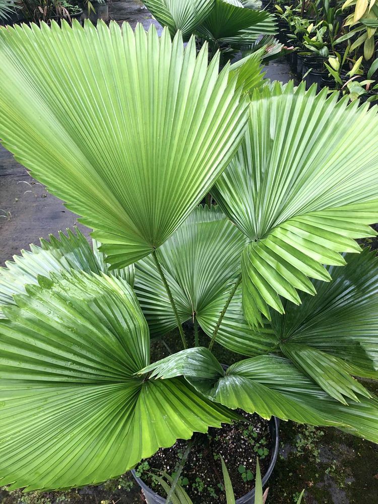 licuala-peltata-sumawongii-licuala-peltata-elegans