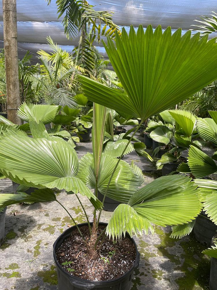licuala-peltata-sumawongii-licuala-peltata-elegans