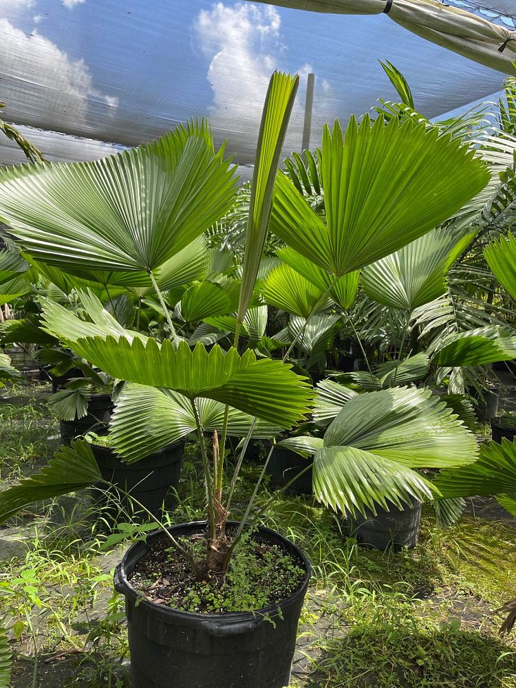 licuala-peltata-sumawongii-licuala-peltata-elegans
