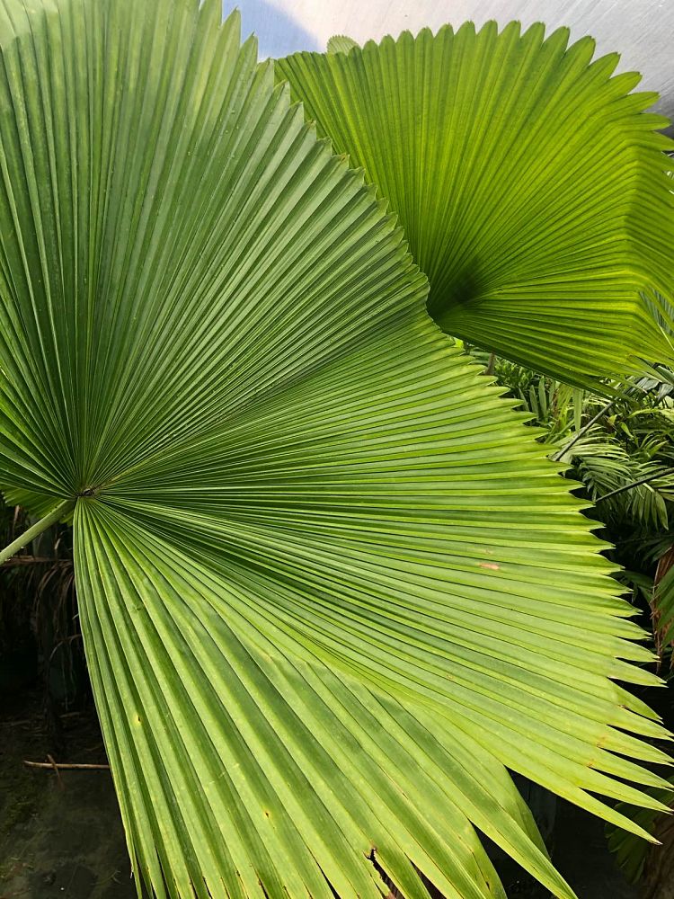 licuala-peltata-sumawongii-licuala-peltata-elegans