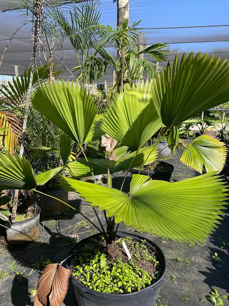 licuala-peltata-sumawongii-licuala-peltata-elegans