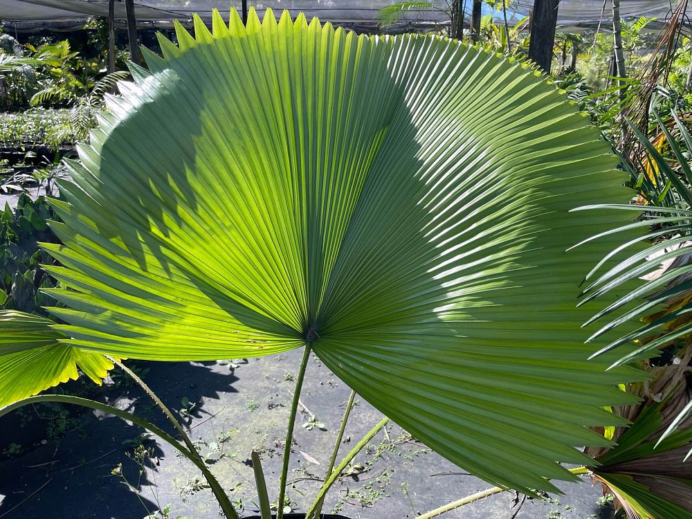 licuala-peltata-sumawongii-licuala-peltata-elegans