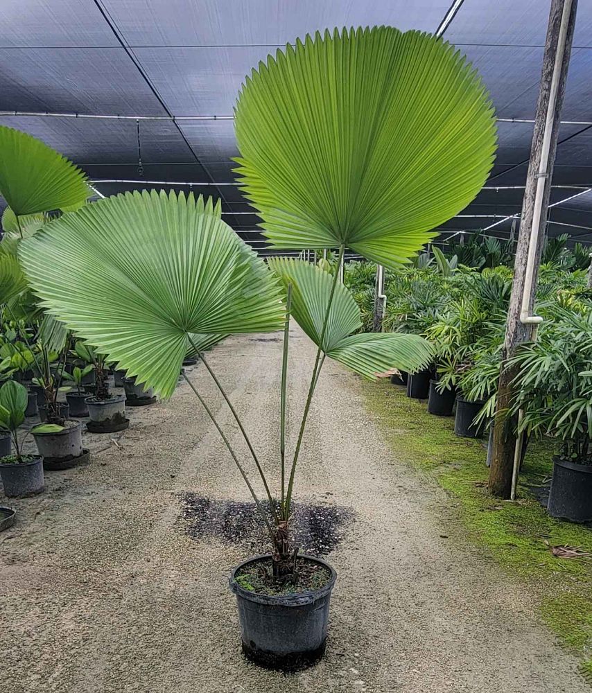 licuala-peltata-sumawongii-licuala-peltata-elegans