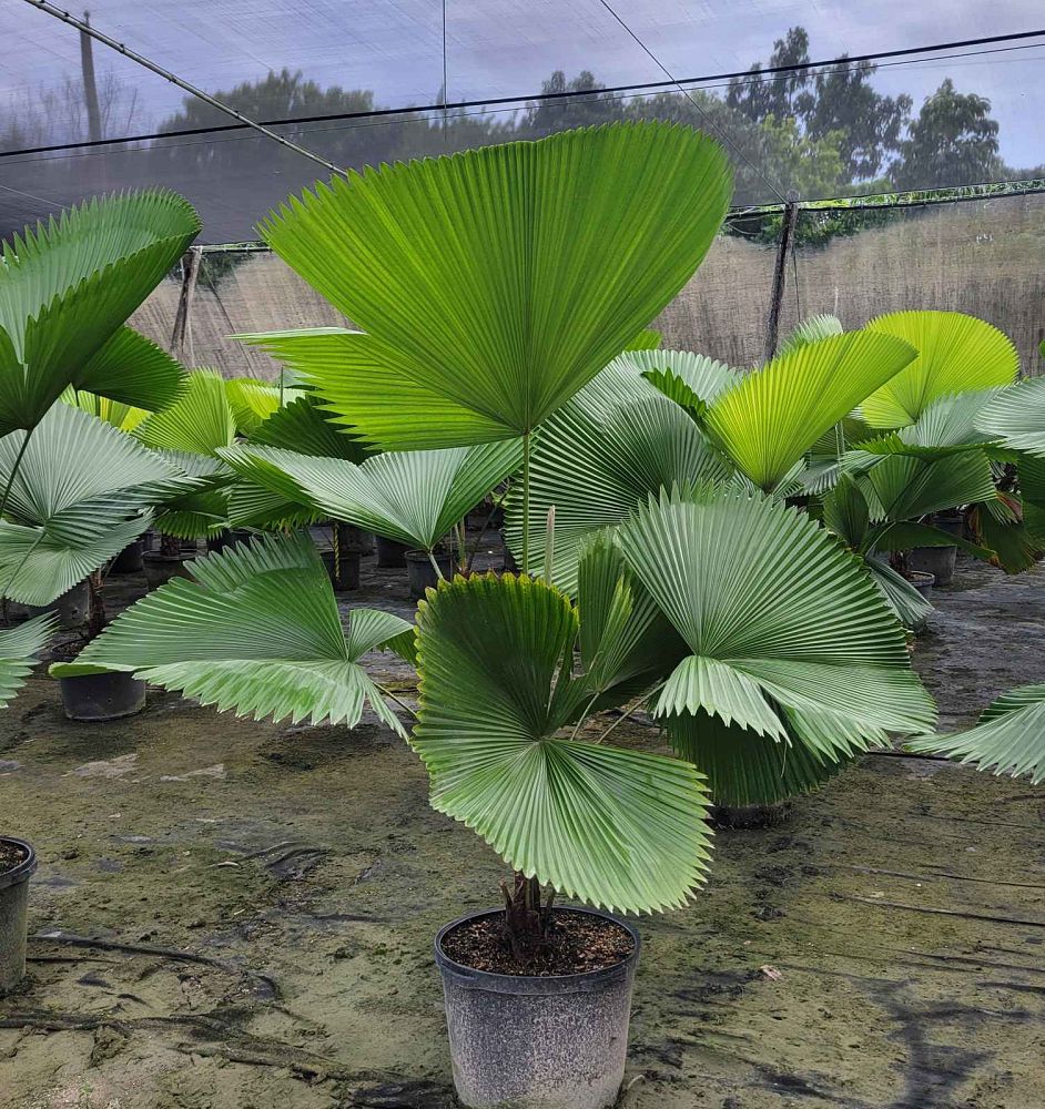 licuala-peltata-sumawongii-licuala-peltata-elegans